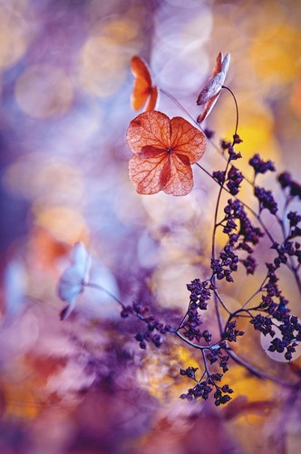 A_BELEZA_DAS_PLANTAS_vencedora_geral_As_Bailarinas