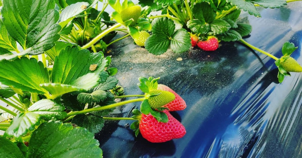 162172356_1976455019160916_4340157260246849585_o.j