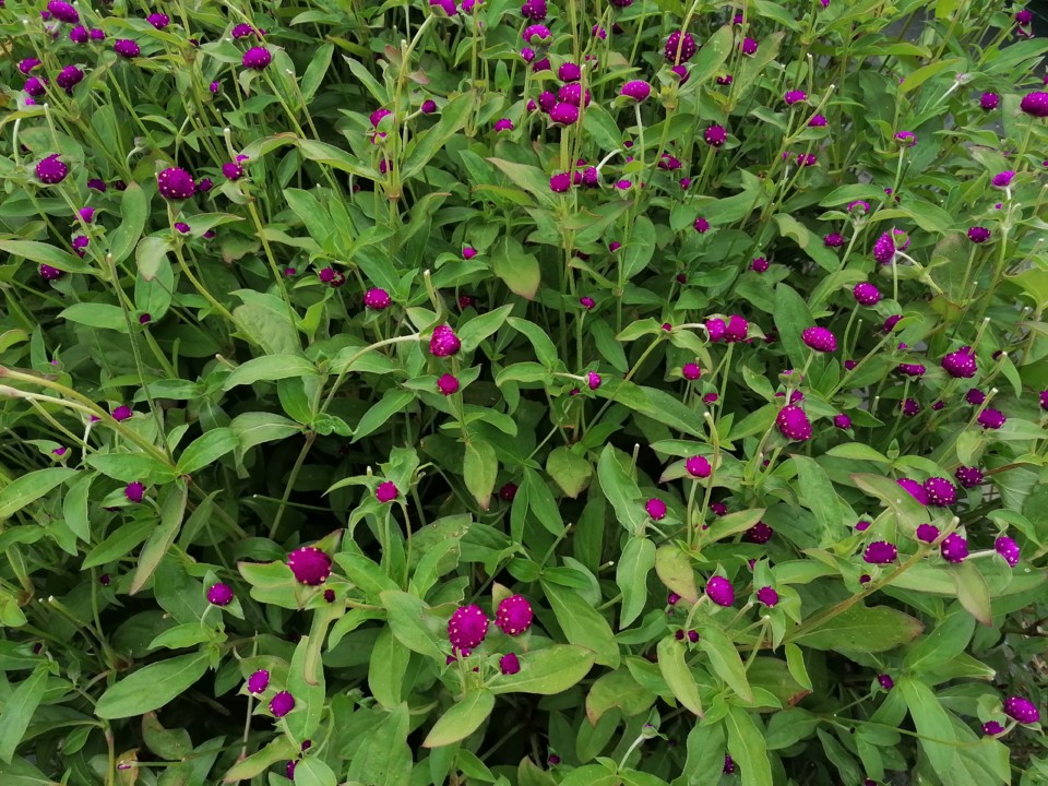 IMG_20200912_144235.jpg IMG_20200912_144235.jpg