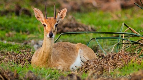 _i1u7747_oribi_resized.jpeg