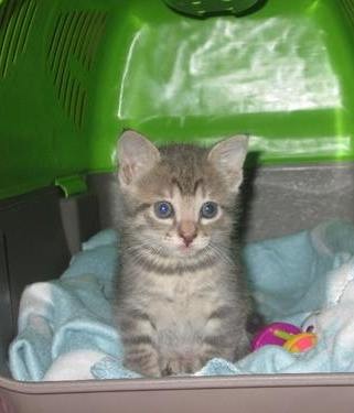 12991088_1711502822455188_5595524978794785310_n.jp