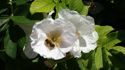 DSC02952.jpg DSC02952.jpg