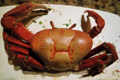 caranguejo 1.jpg