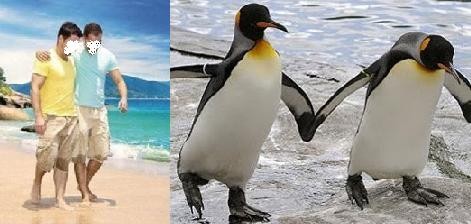 Gays caminhando na praia como dois pinguins
