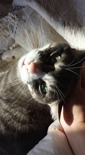 Um gato e o sol.jpg Um gato e o sol.jpg