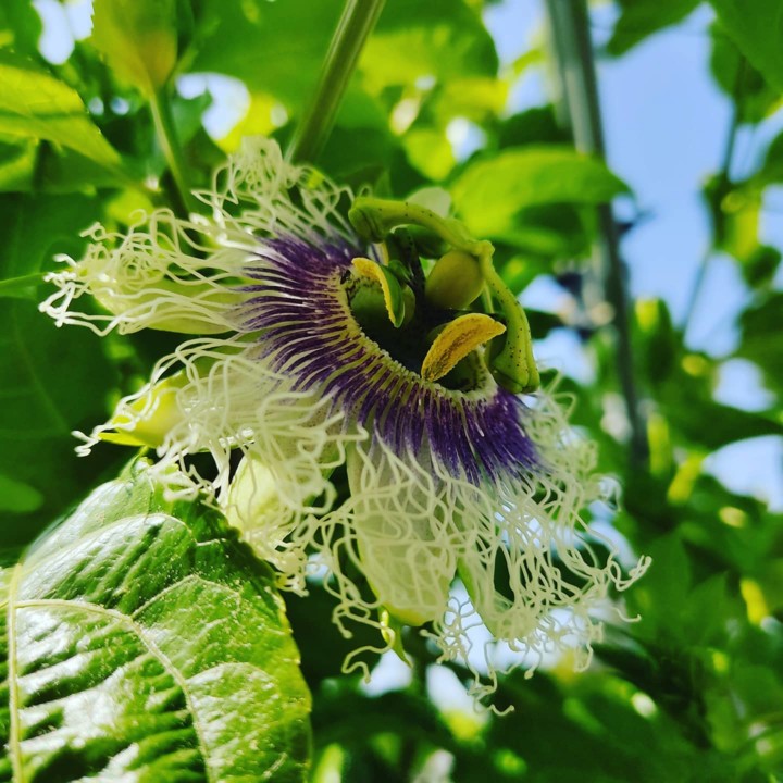 170502022_1991055504367534_2990884500759400261_n.j