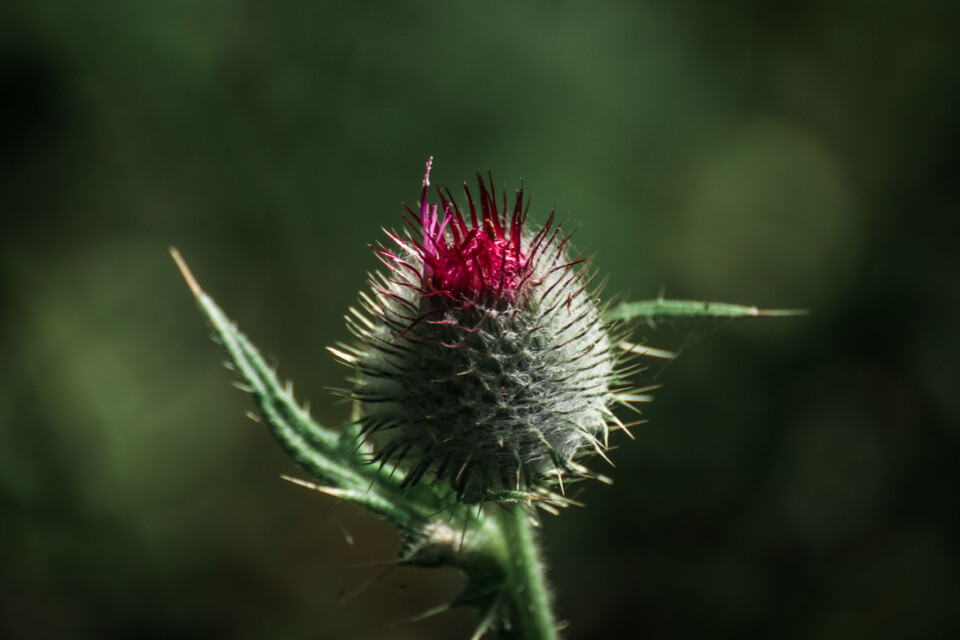 biodiversidade 5.jpg