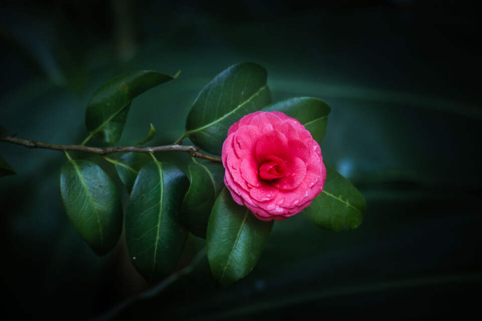 estufa fria dezembro 15.jpg