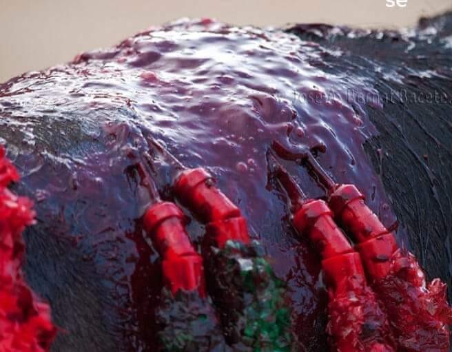 Touro a sangrar com farpas.jpg