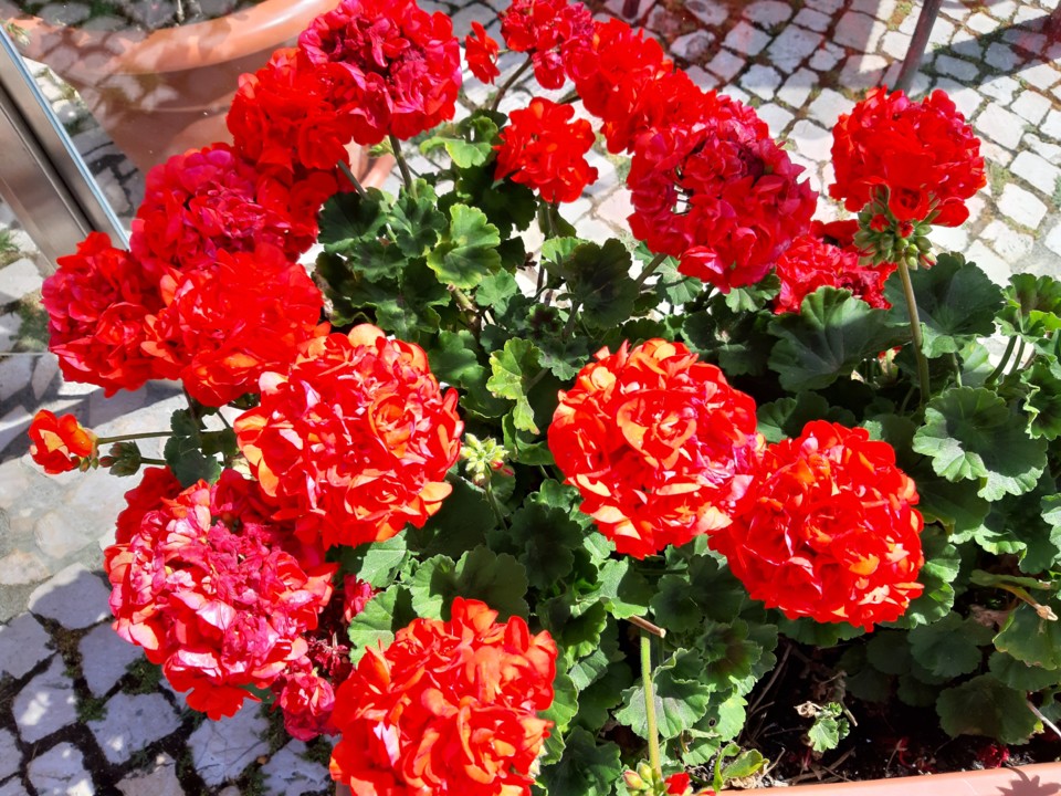 20190406_150204 - Cópia (2).jpg 20190406_150204 - Cópia (2).jpg