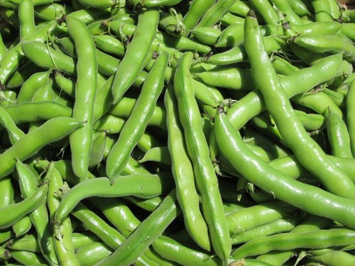 fresh-favas-in-pods-41-1024x768.jpg fresh-favas-in-pods-41-1024x768.jpg