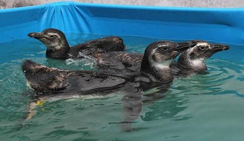 650x375_pinguins_1545167.jpg