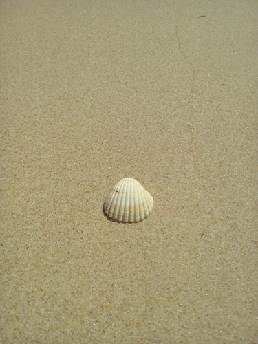 concha. Foto original DAPL 2016 jpg concha. Foto original DAPL 2016 jpg