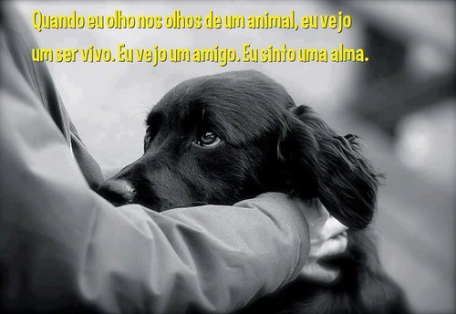 os olhos de um animal