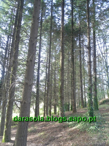 Trilho_Eiras_Famalicao_15.JPG