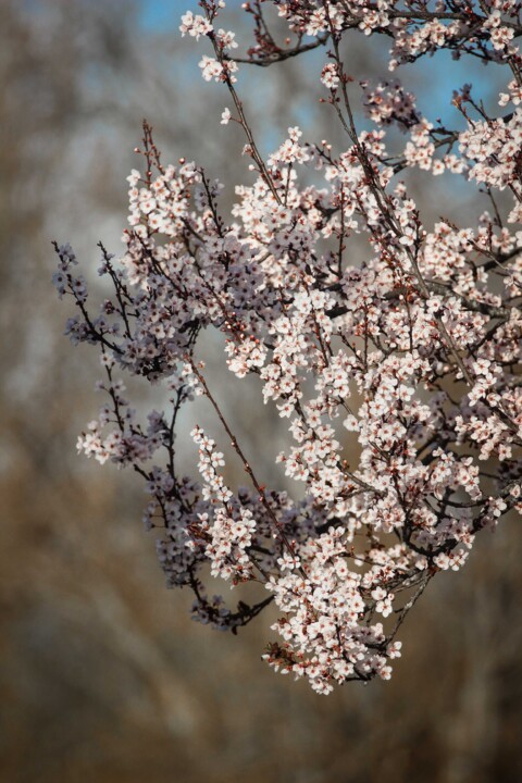 ameixeira-de-jardim 5.jpg