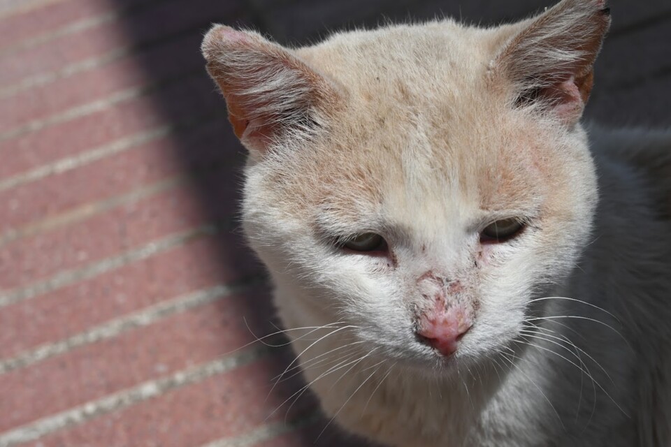 Não me canso disto gato2.JPG