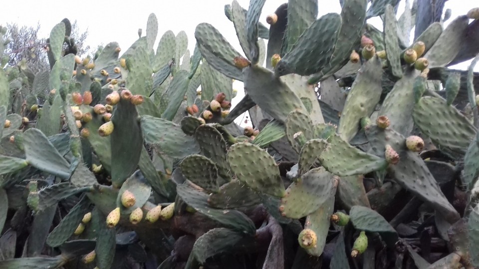 cactos selvagens.jpg