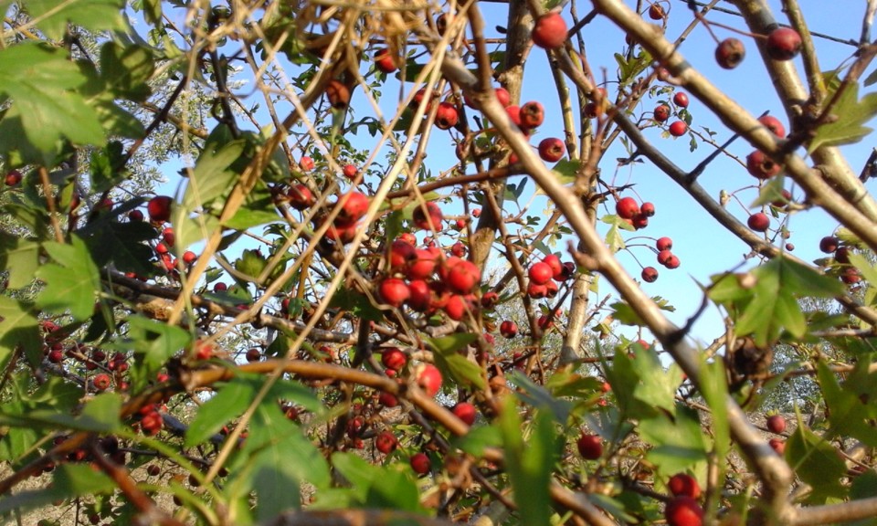 Carapeteiro. Foto Original. 2020. 10. jpg