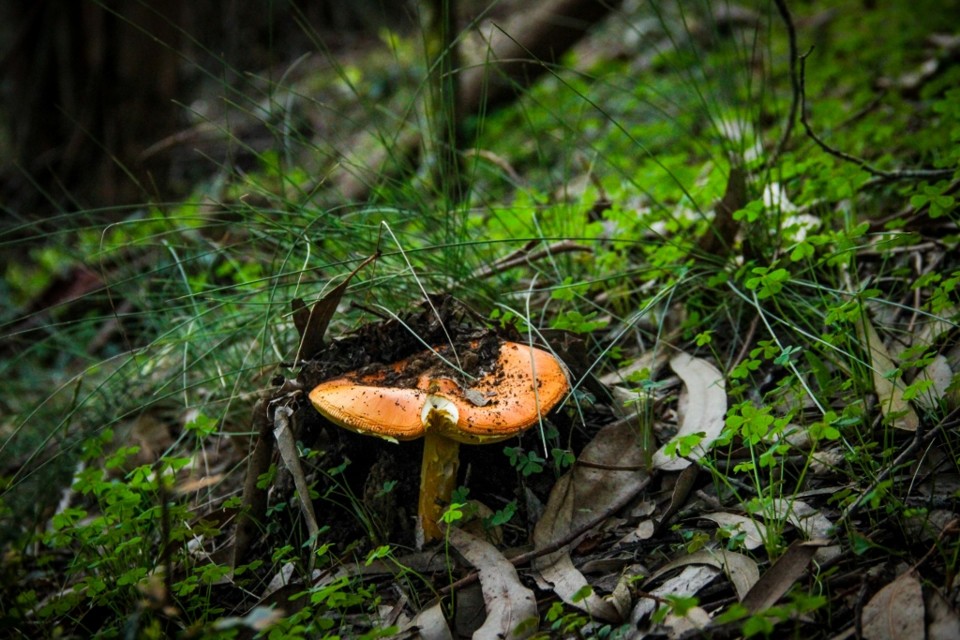 amanita caesarea 4.jpg amanita caesarea 4.jpg