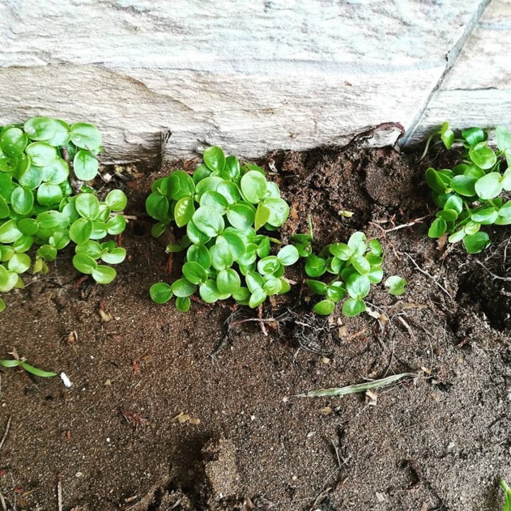 71387600_1471880019618421_1754836307575570432_n.jp