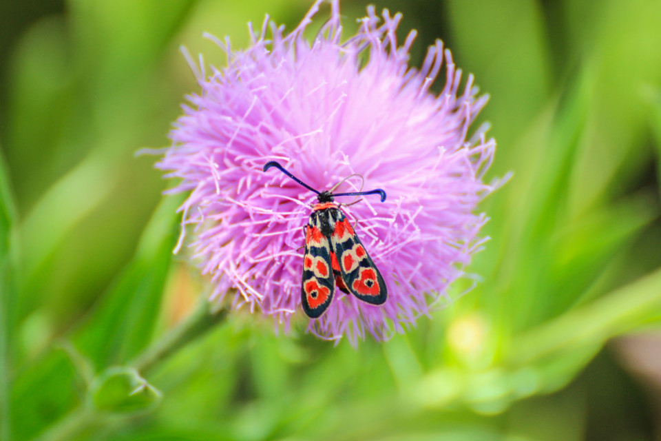 zygaena fausta-3.jpg
