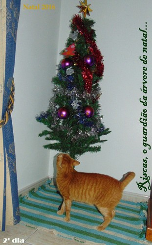 gatosearvoresnatal.JPG