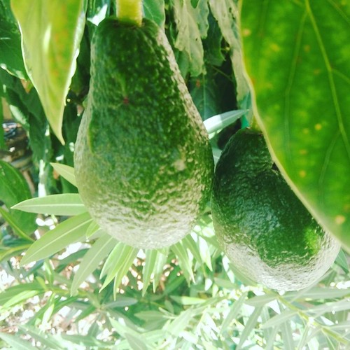 14732222_775364125936684_5907965057200003335_n.jpg 14732222_775364125936684_5907965057200003335_n.jpg