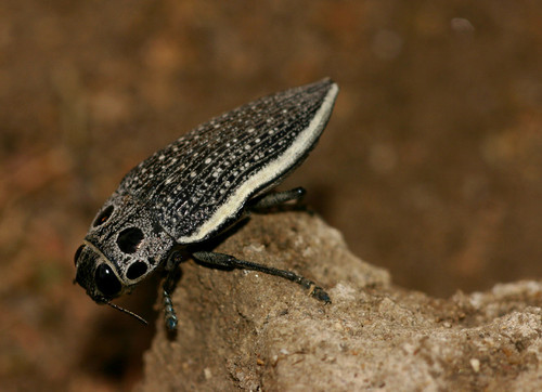 Lampetis amaurotica 2.jpg
