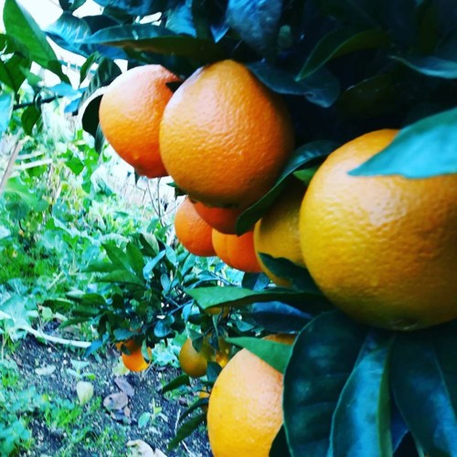 26804763_1025016457638115_7564427468190225403_n.jp