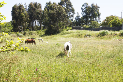 0_passadiço_arcozelo6 0_passadiço_arcozelo6