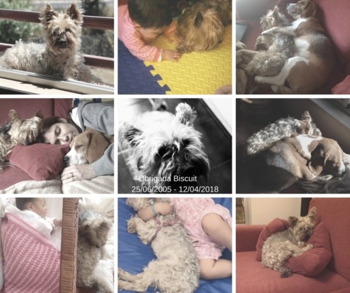 obrigada biscuit.jpg