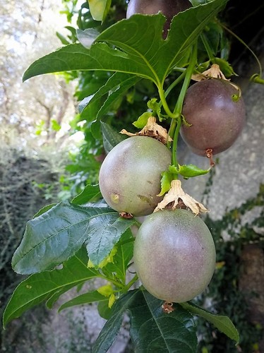 14316707_1076389145780069_3916084137135176728_n.jp