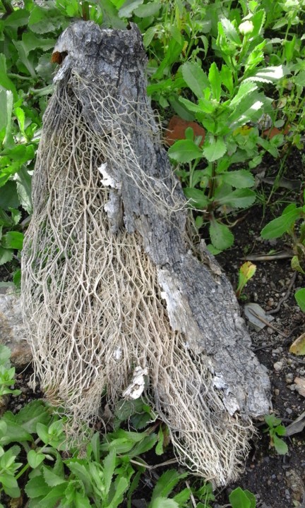 Foto Original. Quintal Alagoa. 2020. 04. jpg