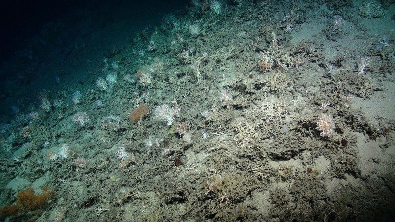 A cold water coral reef from _700m deep - these re