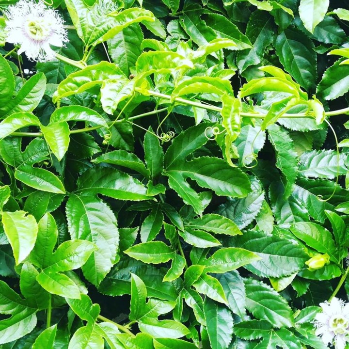 56775811_1344148745724883_2626403360844021760_n.jp