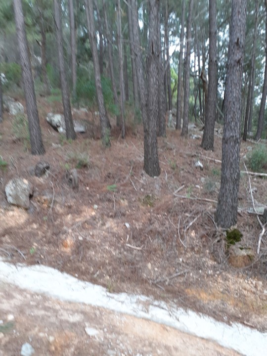 Pinheiros na Serra. Foto original. 2021. 01. jpg