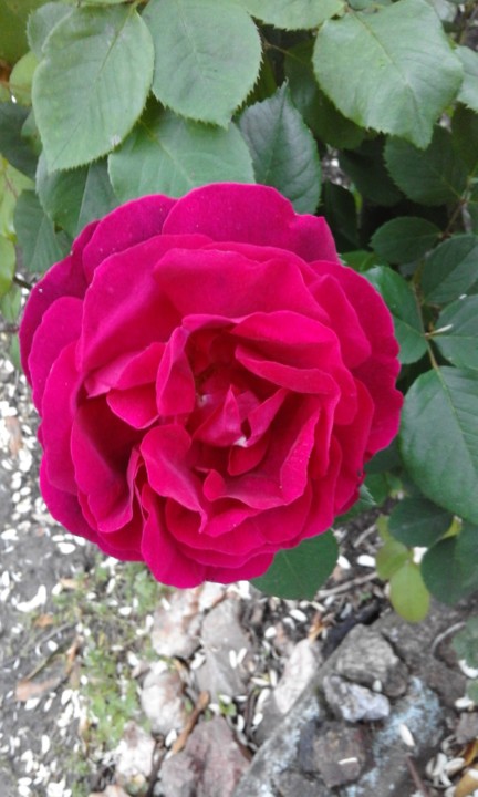 Foto Original. Homenagem Amália. Rosa. 2020. 04.jpg Foto Original. Homenagem Amália. Rosa. 2020. 04.jpg