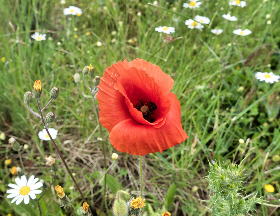 papoila Miranda do Douro.jpg