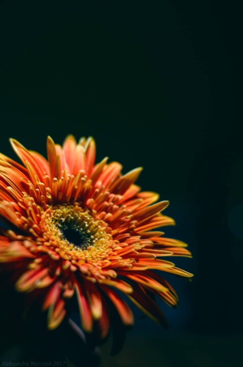 56711113_2073714309391097_7499549056763428864_o.jp