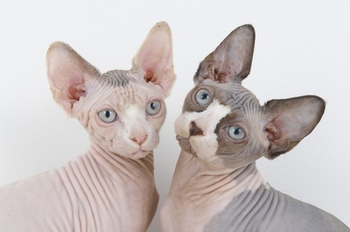 sphynx-cat-08.jpg