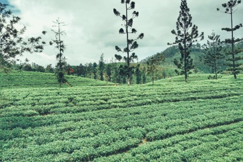 22154469_10214598283980876_3070726859213313920_n.j