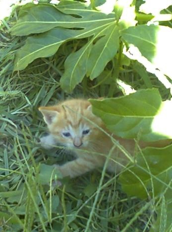 gatos-em-quintal-materno_VC-Agosto 2013_4.jpg