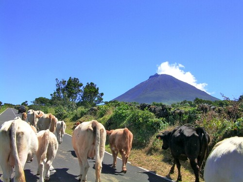 Copyright O RAPAZ DAS ILHAS