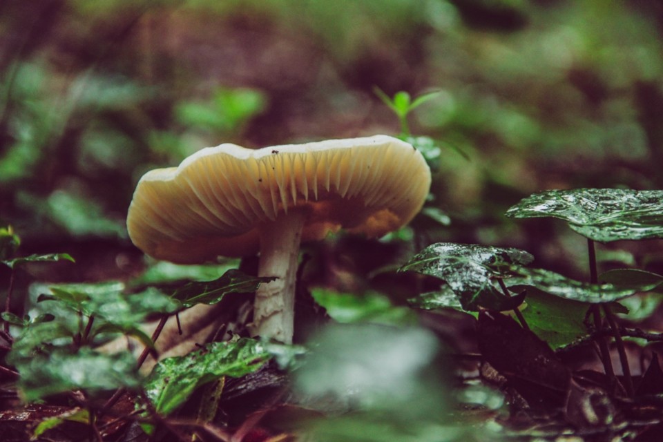 cogumelos montachique 5 a.jpg