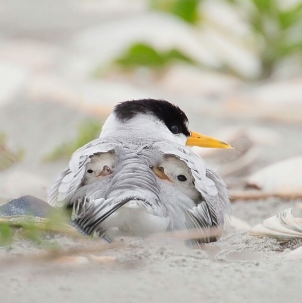 Oh mama you make me feel so safe!.png