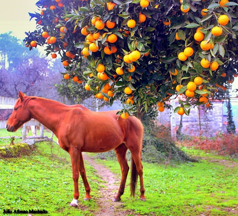 LARANJAS.JPG