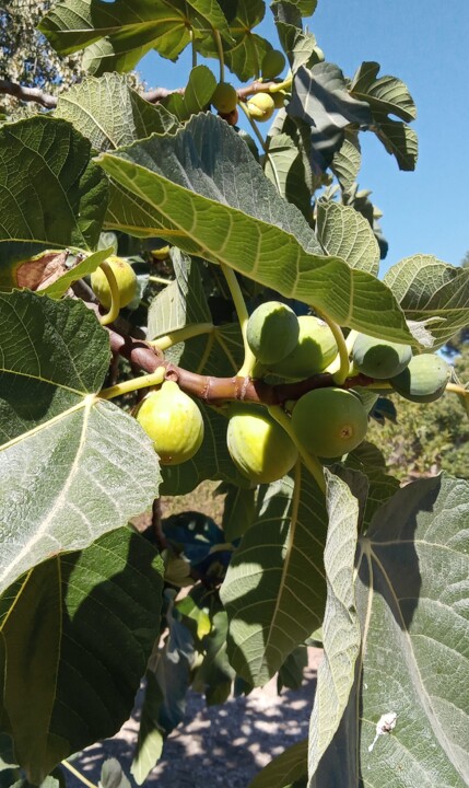 Figos.jpg