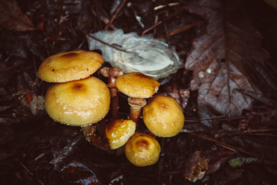 cogumelos montachique 12.jpg