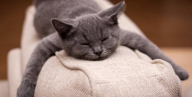 gato a dormir.jpg gato a dormir.jpg